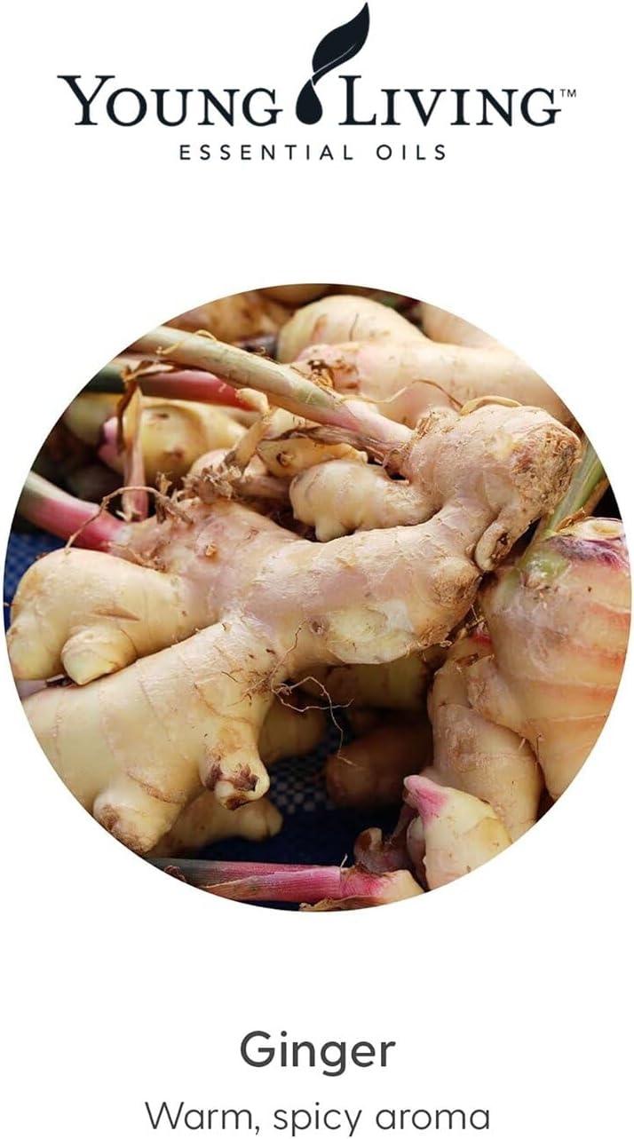 Young Living Essential Oils - Ginger+ (Zenzero+) - 5ml - Natural Flavor Enhancer for Cooking, Relaxation & Wellness
