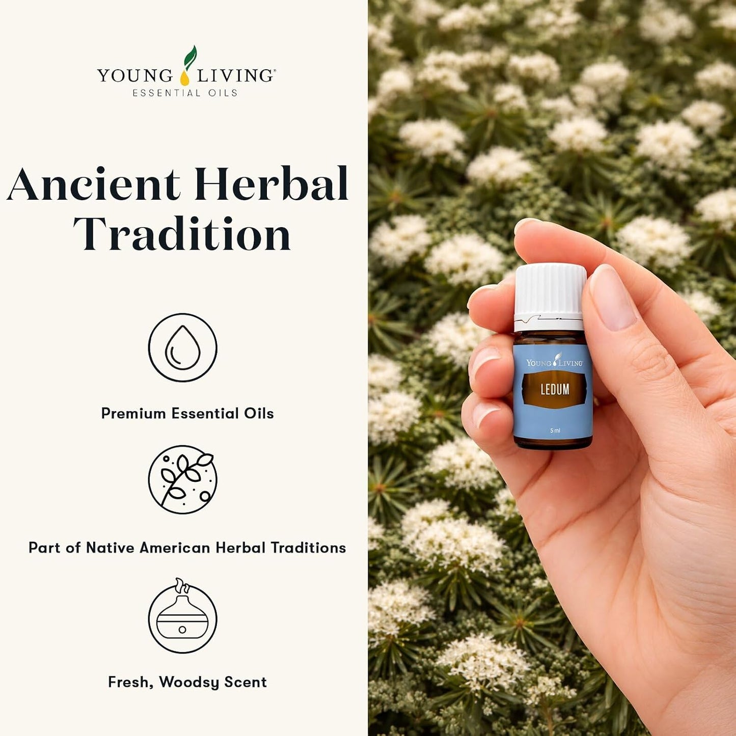 Oli Essenziali YOUNG LIVING - Ledum - 5ml - 33322 - Spiritual Cleansing & Harmonizing Aroma