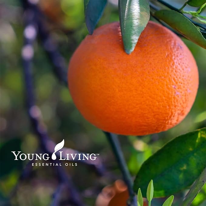 Oli Essenziali YOUNG LIVING - Young Living Citrus Fresh - 15ml - 32058 - Aroma with Orange, Grapefruit, Mandarin, Lemon