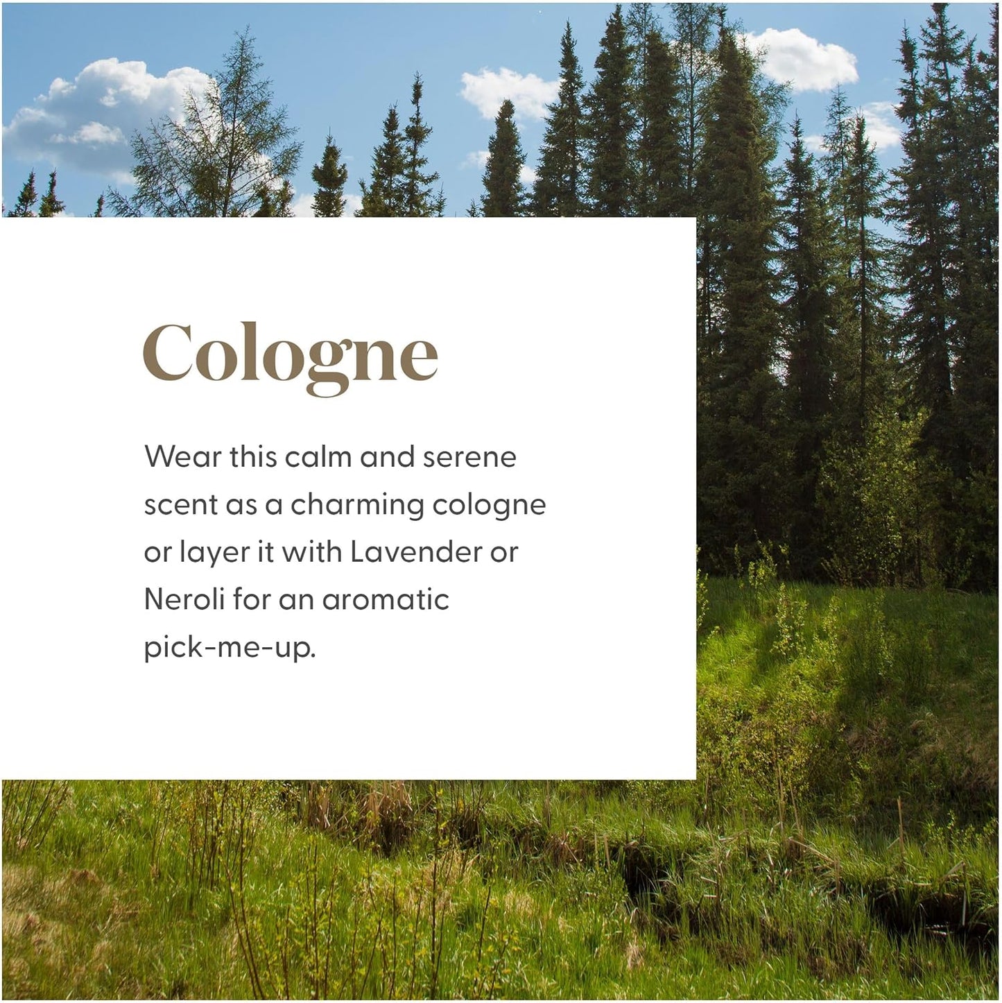 Oli Essenziali YOUNG LIVING - Northern Lights Black Spruce - 15ml - Calm & Serene Scent