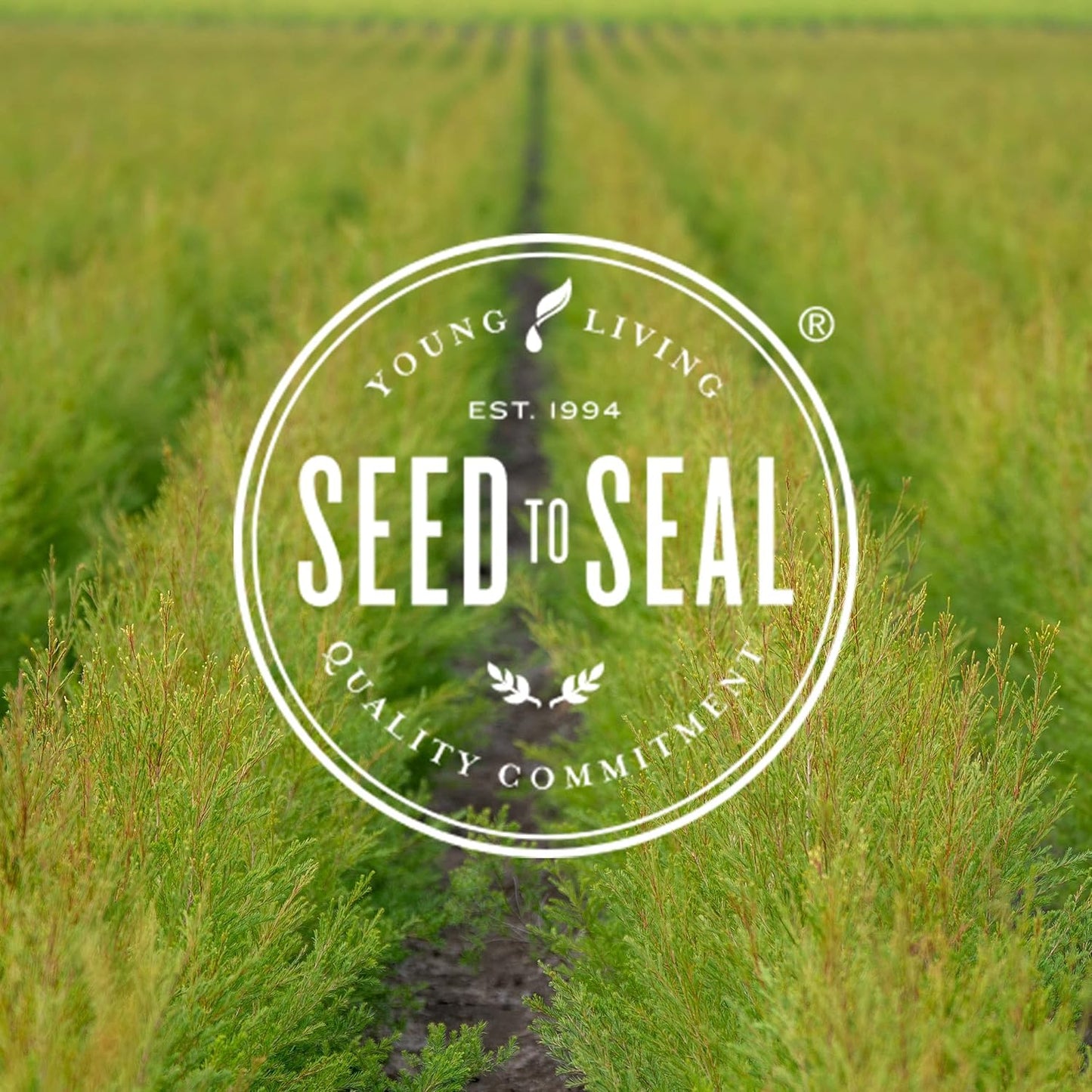 Oli Essenziali YOUNG LIVING - Thieves - 5ml - Seed to Seal Quality