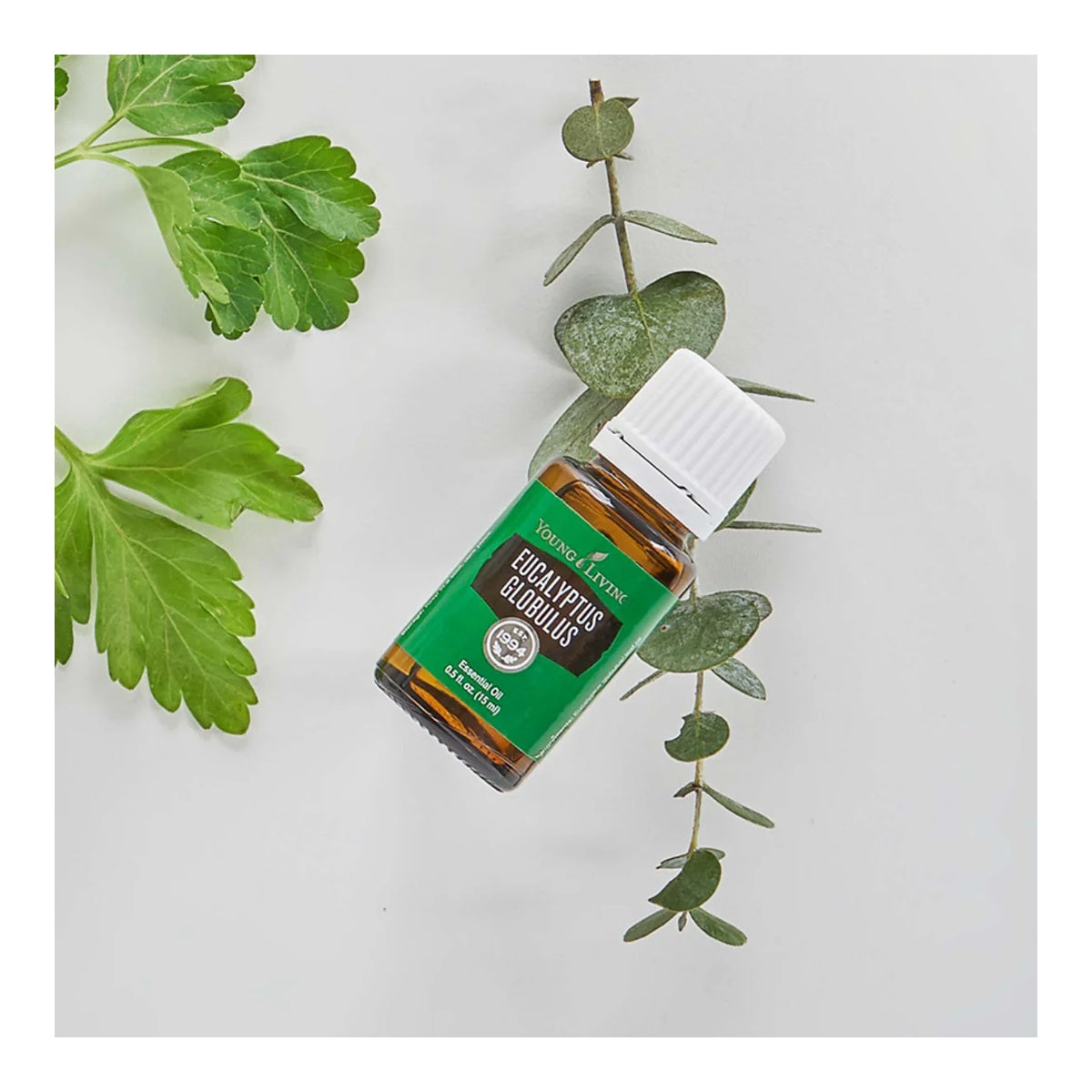 Young Living Essential Oils - Eucalyptus Globulus (Eucalipto) - 15ml - Supports Breathing Comfort & Relaxation