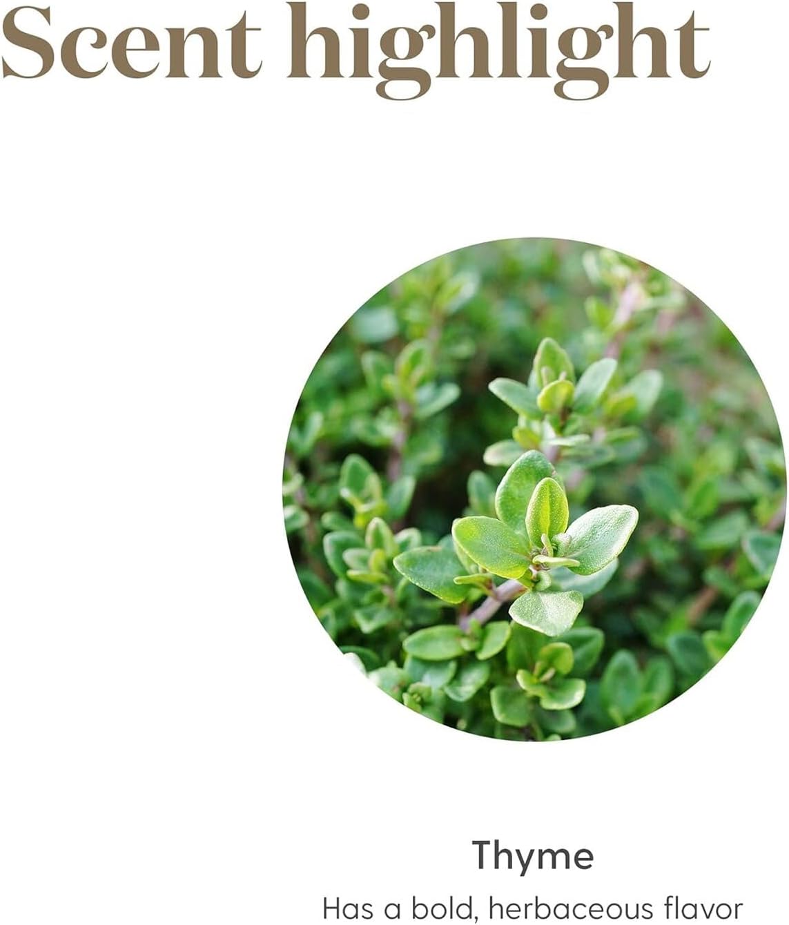 Oli Essenziali YOUNG LIVING - Timo+ (Thyme+) - 5ml - 559708 - Essential Oil for Recipes, Seasonings