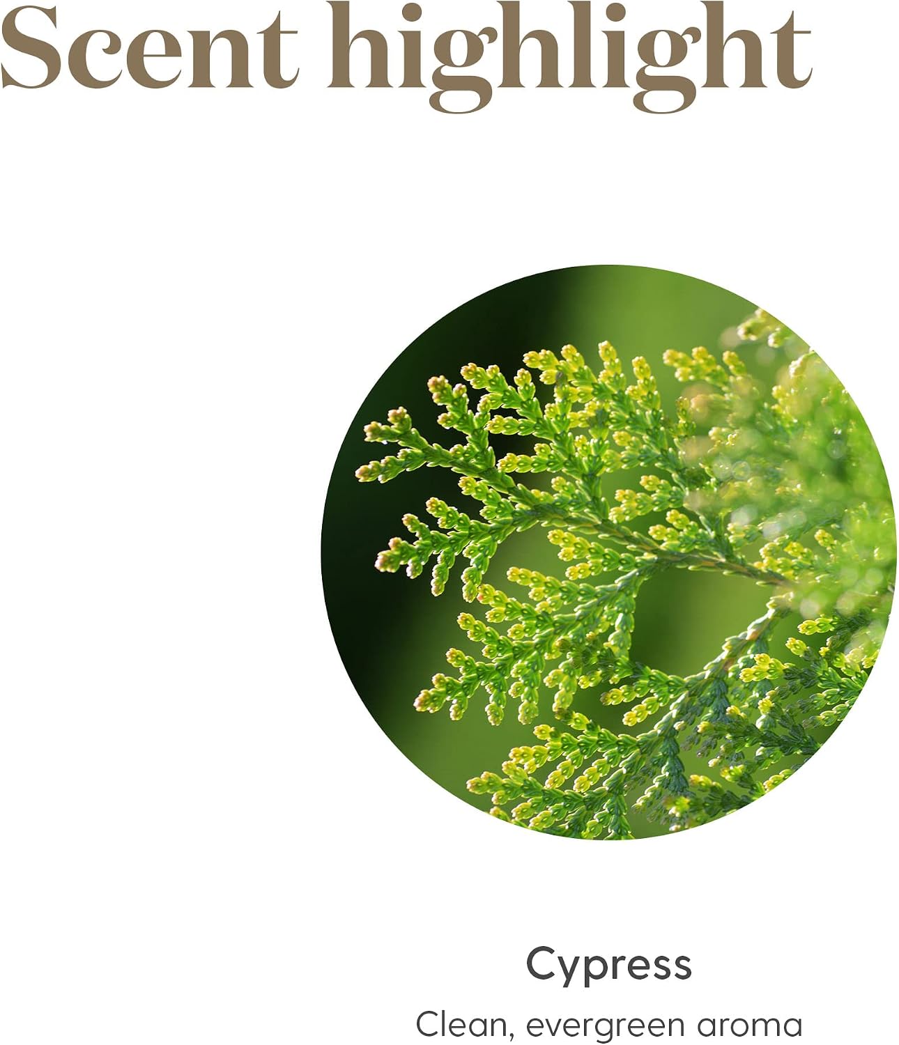 Oli Essenziali YOUNG LIVING - Cipresso (Cypress) - 15ml - 32019 - Oil for Relaxation, Freshness & Daily Aromatherapy