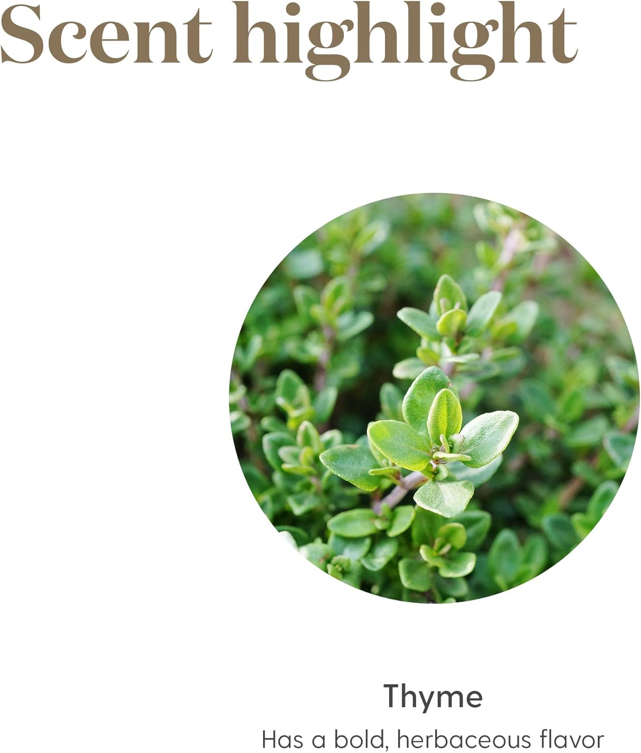 Oli Essenziali YOUNG LIVING - Timo+ (Thyme+) - 5ml - 559708 - Essential Oil for Recipes, Seasonings