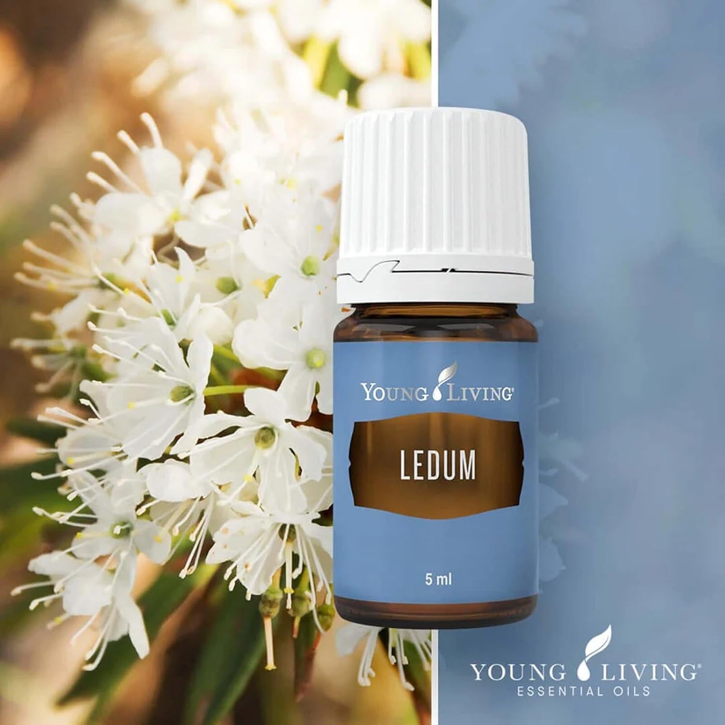 Oli Essenziali YOUNG LIVING - Ledum - 5ml - 33322 - Spiritual Cleansing & Harmonizing Aroma