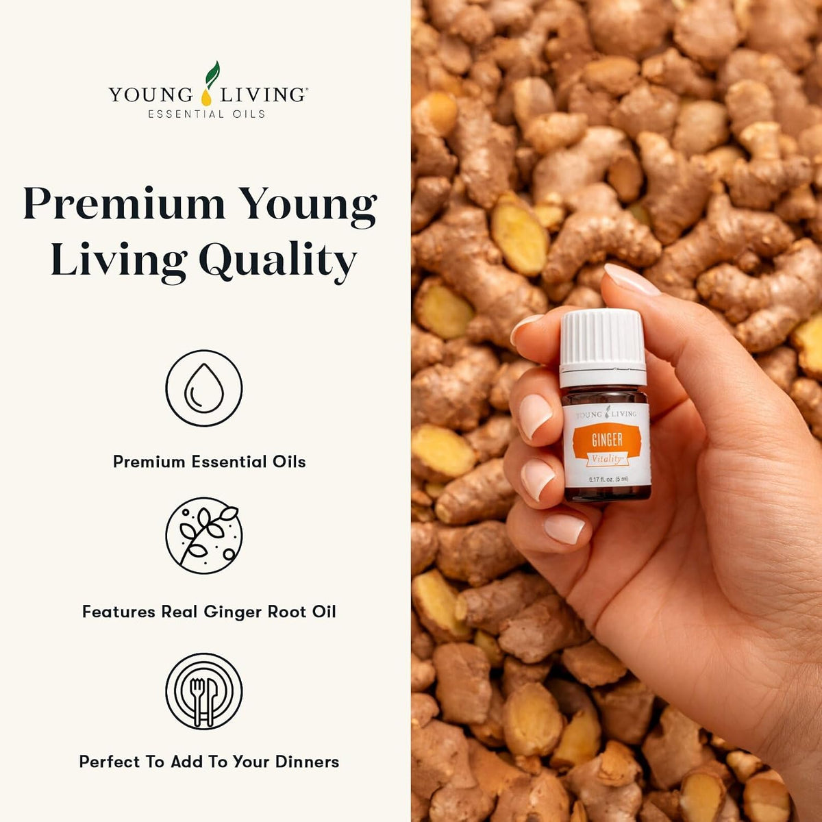 Young Living Essential Oils - Ginger+ (Zenzero+) - 5ml - Natural Flavor Enhancer for Cooking, Relaxation & Wellness