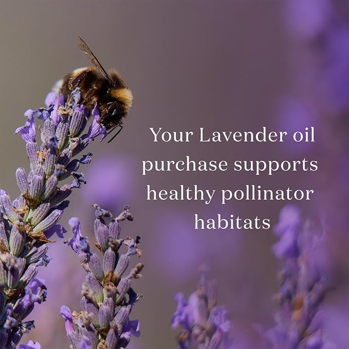 Young Living Essential Oils - Lavanda (Lavender) - 15ml - 32034 - Calms the Mind & Enhances Relaxation