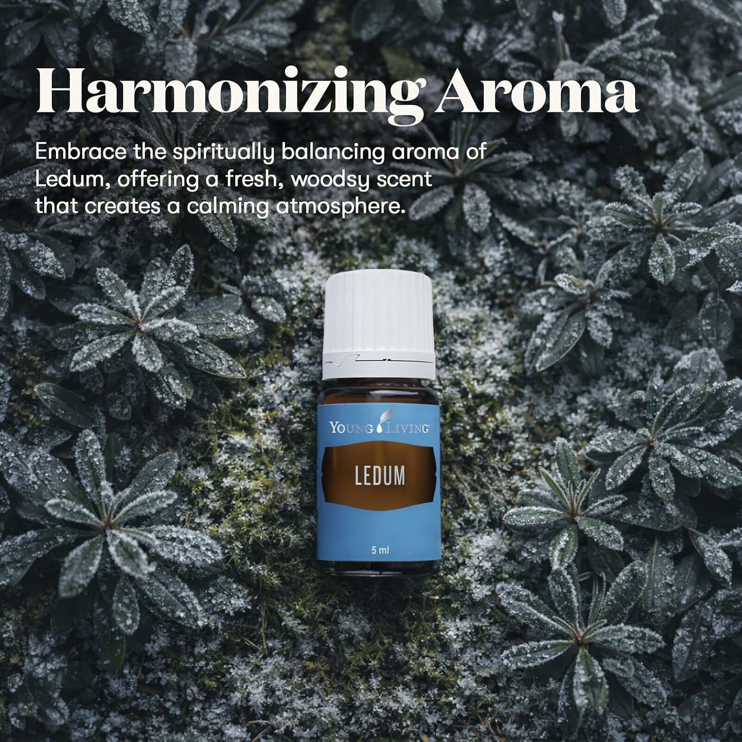 Oli Essenziali YOUNG LIVING - Ledum - 5ml - 33322 - Spiritual Cleansing & Harmonizing Aroma
